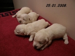 mali westaći, 25.01.08.   