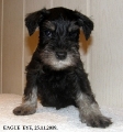 Male,EAGLE EYE, 25.11.09.   