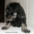 Male,EAGLE EYE, 25.11.09.   