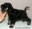 Male,28.05.2011.