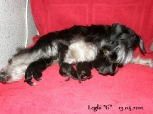 Pupa with babies, 13.04.11.