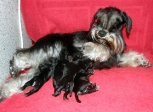 Pupa with babies, 13.04.11.
