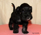 FEMALE,Bravepaw I AM LEGEND, 15.12.2011.   