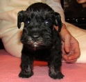 FEMALE,Bravepaw I AM LEGEND, 15.12.2011.   