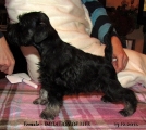 FEMALE,Bravepaw IMITATION OF LIFE, 13.12.2011.   