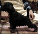 FEMALE,Bravepaw IMITATION OF LIFE, 13.12.2011.   