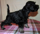 FEMALE,Bravepaw IMITATION OF LIFE, 13.12.2011.   