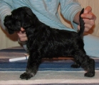 MALE,Bravepaw IMAGINARY HERO, 14.12.2011.   