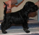 MALE,Bravepaw IMAGINARY HERO, 14.12.2011.   