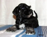 MALE, 27.12.2011. 