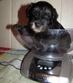 time of weighing, 16.12.2011.   