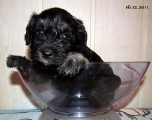 time of weighing, 16.12.2011.   