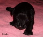 FEMALE 1,3 weeks old, 10.06.2012.
