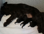 Kissi with babies, 21.05.2012.  