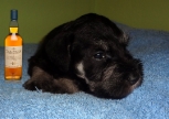 4 weeks old...  