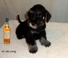 Bravepaw TALISKER,1.6.2014. 