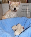 mini family...
