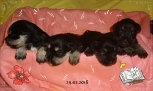 my 4 girls watching us ....   