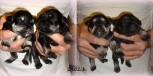 our four girls   