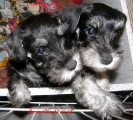 Clio i Corsa   