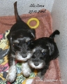 Clio i Corsa   