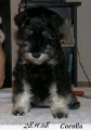Corollin foto seasion 
