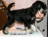 Corollin foto seasion 